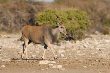 Namibya 'daki Etosha Ulusal Parkı' nda bir su birikintisine yaklaşan antilop (Taurotragus oryx).