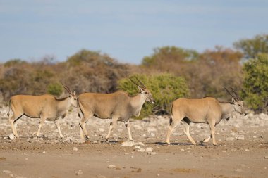 Namibya 'daki Etosha Ulusal Parkı' nda bir su birikintisine yaklaşan antilop (Taurotragus oryx).