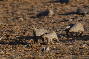 Banded Mongoose (Mungos mungo) grubu, Namibya 'daki Etosha Ulusal Parkı' nda bir su birikintisine yaklaşıyor.