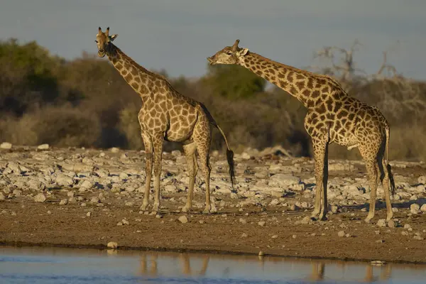 stock image Male giraffe (Giraffa camelopardalis) checking if a female is in oestrus at a waterhole in Etosha National Park, Namibia