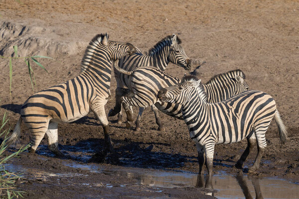 Burchell Zebras Equus Quagga Burchellii Drinking Waterhole Etosha National Park Stock Image