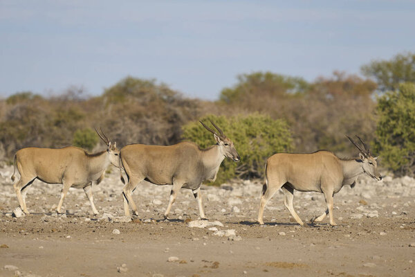 Common Eland Taurotragus Oryx Approaching Waterhole Etosha National Park Namibia Royalty Free Stock Photos