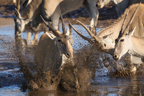 Common Eland Taurotragus Oryx Drinking Muddy Waterhole Etosha National Park Stock Image