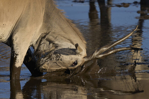 Male Common Eland Taurotragus Oryx Dipping Its Horns Muddy Water Stock Picture
