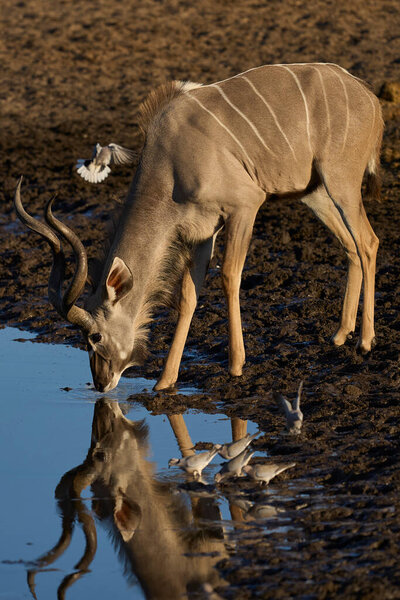 Male Greater Kudu Tragelaphus Strepsiceros Drinking Waterhole Etosha National Park Stock Photo