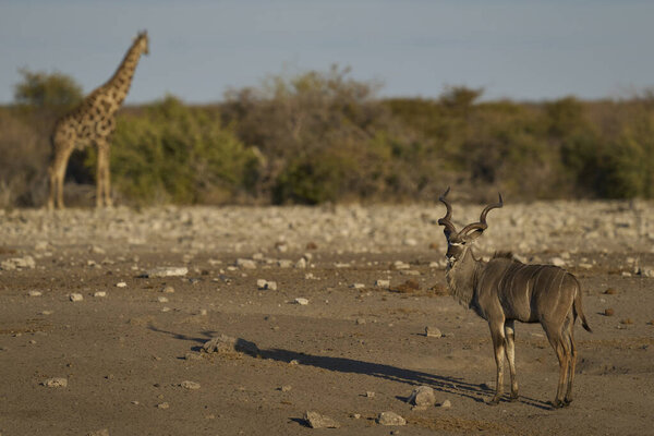 Male Greater Kudu Tragelaphus Strepsiceros Approaching Waterhole Etosha National Park Royalty Free Stock Images