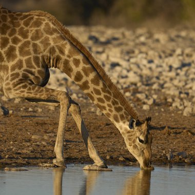 Zürafa (Giraffa camelopardalis), Namibya 'daki Etosha Ulusal Parkı' ndaki bir su birikintisinde içki içiyor.