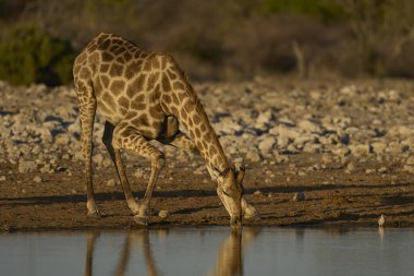 Zürafa (Giraffa camelopardalis), Namibya 'daki Etosha Ulusal Parkı' ndaki bir su birikintisinde içki içiyor.