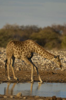 Zürafa (Giraffa camelopardalis), Namibya 'daki Etosha Ulusal Parkı' ndaki bir su birikintisinde içki içiyor.