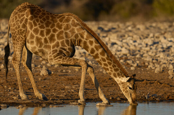 Giraffe Giraffa Camelopardalis Drinking Waterhole Etosha National Park Namibia Stock Image