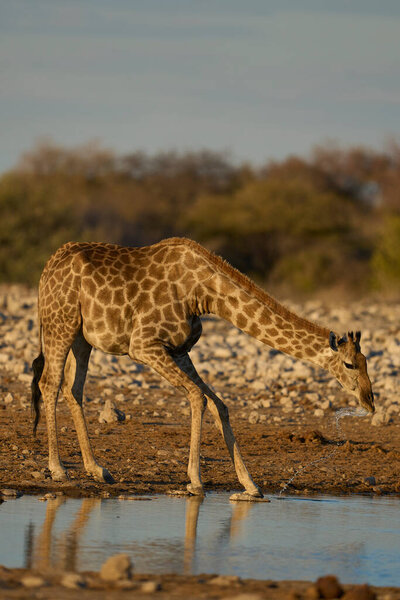 Giraffe Giraffa Camelopardalis Drinking Waterhole Etosha National Park Namibia Royalty Free Stock Photos