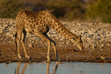 Zürafa (Giraffa camelopardalis), Namibya 'daki Etosha Ulusal Parkı' ndaki bir su birikintisinde içki içiyor.