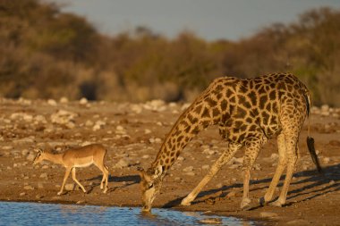 Zürafa (Giraffa camelopardalis), Namibya 'daki Etosha Ulusal Parkı' ndaki bir su birikintisinde içki içiyor.