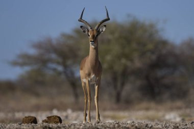 Erkek İmpala (Aepyceros melampus), Namibya 'daki Etosha Milli Parkı sınırındaki Onguma Doğa Koruma Alanı' ndaki bir su birikintisine yaklaşıyor..