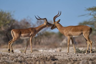 Erkek İmpala (Aepyceros melampus), Etosha Milli Parkı sınırındaki Onguma Doğa Koruma Alanı, Namibya 'da, Siyah yüzlü bir erkek Impala (Aepyceros melampus petersi) ile karşı karşıya gelir..