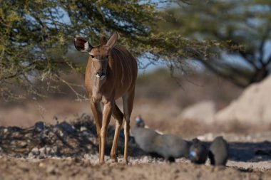 Kadın Büyük Kudu (Tragelaphus strepsiceros), Etosha Milli Parkı sınırındaki Onguma Doğa Koruma Alanı 'ndaki bir su birikintisinde..