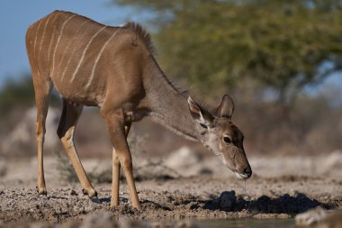 Kadın Büyük Kudu (Tragelaphus strepsiceros), Etosha Milli Parkı sınırındaki Onguma Doğa Koruma Alanı 'ndaki bir su birikintisinde..