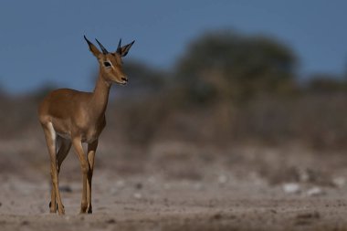 Genç erkek Impala (Aepyceros melampus), Namibya 'daki Etosha Milli Parkı sınırındaki Onguma Doğa Koruma Alanı' ndaki bir su birikintisine yaklaşıyor..