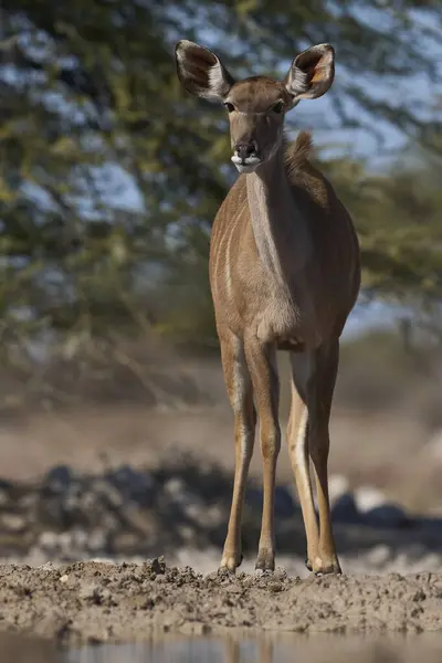 stock image Female Greater Kudu (Tragelaphus strepsiceros) at a waterhole in Onguma Nature Reserve bordering Etosha National Park, Namibia.