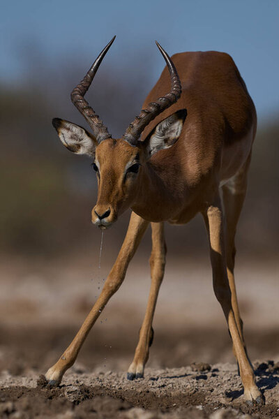 Male Impala Aepyceros Melampus Waterhole Onguma Nature Reserve Bordering Etosha Stock Photo