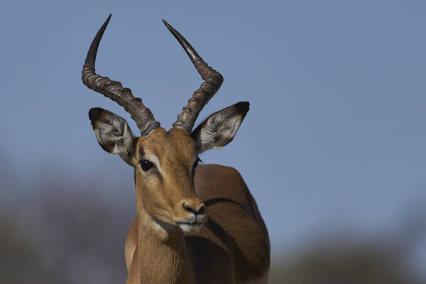 Male Impala Aepyceros Melampus Approaching Waterhole Onguma Nature Reserve Bordering Royalty Free Stock Images