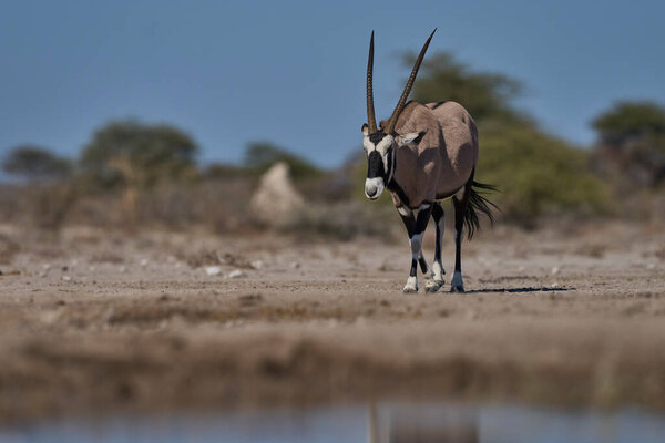 Male Gemsbok Oryx Gazella Waterhole Onguma Nature Reserve Bordering Etosha Stock Photo