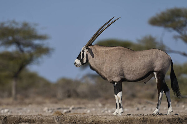 Male Gemsbok Oryx Gazella Waterhole Onguma Nature Reserve Bordering Etosha Stock Picture