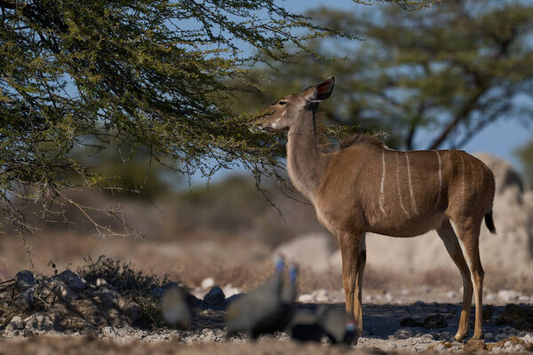 Female Greater Kudu Tragelaphus Strepsiceros Browsing Tree Onguma Nature Reserve Royalty Free Stock Images