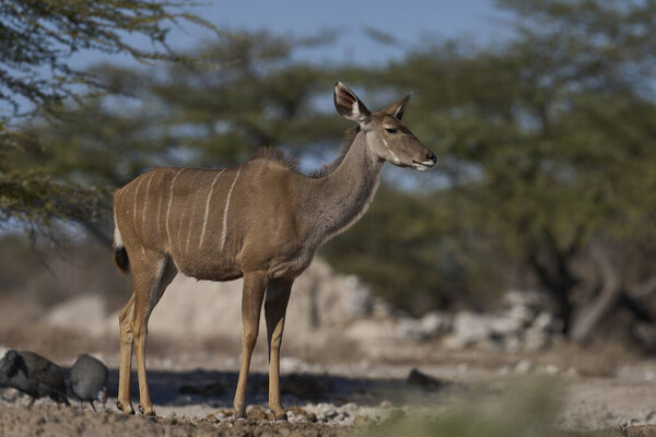 Female Greater Kudu Tragelaphus Strepsiceros Waterhole Onguma Nature Reserve Bordering Royalty Free Stock Photos