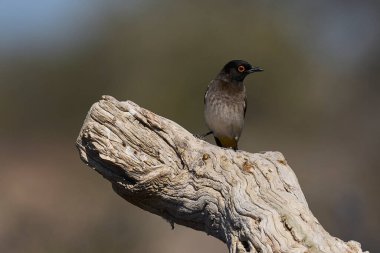 Çatal Kuyruklu Drongo (Dicrurus adsimilis), Namibya 'daki Etosha Ulusal Parkı' nda bir dala tünemiştir.