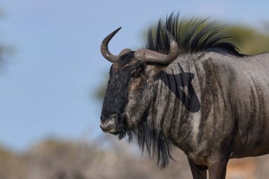 Mavi Antilop (Connochaetes taurinus), Namibya 'daki Etosha Milli Parkı sınırındaki Onguma Doğa Koruma Alanı' ndaki bir su birikintisine yaklaşıyor..