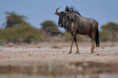 Mavi Antilop (Connochaetes taurinus), Namibya 'daki Etosha Milli Parkı sınırındaki Onguma Doğa Koruma Alanı' ndaki bir su birikintisine yaklaşıyor..