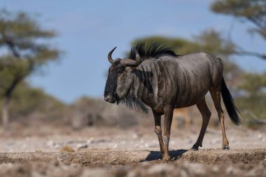 Mavi Antilop (Connochaetes taurinus), Namibya 'daki Etosha Milli Parkı sınırındaki Onguma Doğa Koruma Alanı' ndaki bir su birikintisine yaklaşıyor..
