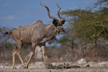 Erkek Büyük Kudu (Tragelaphus strepsiceros), Namibya 'daki Etosha Milli Parkı sınırındaki Onguma Doğa Koruma Alanı' ndaki bir su birikintisinde..