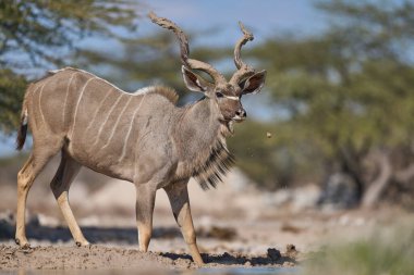 Erkek Büyük Kudu (Tragelaphus strepsiceros), Namibya 'daki Etosha Milli Parkı sınırındaki Onguma Doğa Koruma Alanı' ndaki bir su birikintisinde boynuzlarını çamurla kaplıyor..