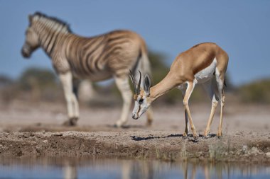 Springok (Antidorcas marsupialis), Namibya 'daki Etosha Milli Parkı sınırındaki Onguma Doğa Koruma Alanındaki bir su birikintisinde içiyor..