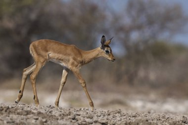Genç Impala (Aepyceros melampus), Namibya 'daki Etosha Milli Parkı sınırındaki Onguma Doğa Koruma Alanındaki bir su birikintisine yaklaşıyor..