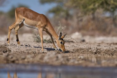 Kadın İmpala (Aepyceros melampus), Namibya 'daki Etosha Milli Parkı sınırındaki Onguma Doğa Koruma Alanındaki bir su birikintisinde içiyor..