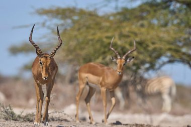 Erkek İmpala (Aepyceros melampus), Namibya 'daki Etosha Milli Parkı sınırındaki Onguma Doğa Koruma Alanı' ndaki bir su birikintisine yaklaşıyor..