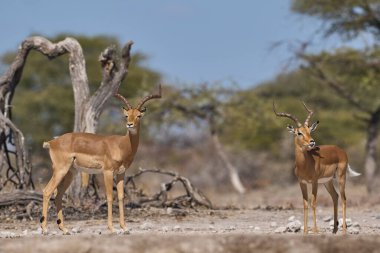 Erkek İmpala (Aepyceros melampus), Onguma Doğa Koruma Alanı 'nda Namibya' nın Etosha Milli Parkı sınırındaki yıllık monotonluk döneminde savaşıyor..