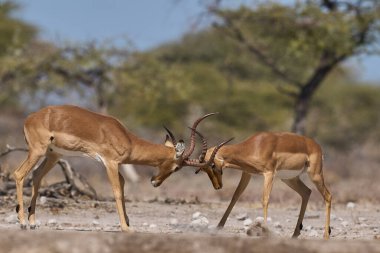 Erkek İmpala (Aepyceros melampus), Onguma Doğa Koruma Alanı 'nda Namibya' nın Etosha Milli Parkı sınırındaki yıllık monotonluk döneminde savaşıyor..