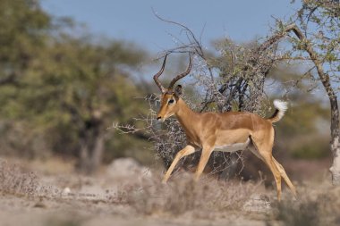 Erkek İmpala (Aepyceros melampus), Onguma Doğa Koruma Alanı 'nda Namibya' nın Etosha Milli Parkı sınırındaki yıllık monotonluk döneminde savaşıyor..