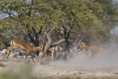 Erkek İmpala (Aepyceros melampus), Onguma Doğa Koruma Alanı 'nda Namibya' nın Etosha Milli Parkı sınırındaki yıllık monotonluk döneminde savaşıyor..