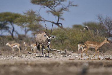 Gemsbok (Oryx gazella), Namibya 'daki Etosha Milli Parkı sınırındaki Onguma Doğa Koruma Alanı' ndaki bir su birikintisinde..