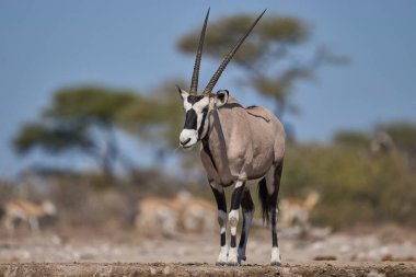 Gemsbok (Oryx gazella), Namibya 'daki Etosha Milli Parkı sınırındaki Onguma Doğa Koruma Alanı' ndaki bir su birikintisinde..