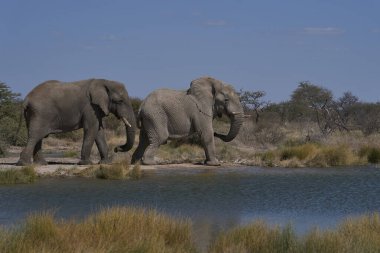 Afrika fili (Loxodonta africana) grubu, Namibya 'daki Etosha Ulusal Parkı' nın sınırındaki Onguma Doğa Koruma Alanı 'ndaki bir su birikintisinde içiyorlar..