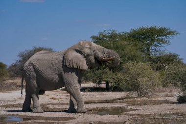 Afrika fili (Loxodonta africana) grubu, Namibya 'daki Etosha Ulusal Parkı' nın sınırındaki Onguma Doğa Koruma Alanı 'ndaki bir su birikintisinde içiyorlar..