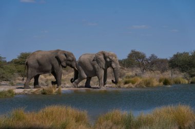 Afrika fili (Loxodonta africana) grubu, Namibya 'daki Etosha Ulusal Parkı' nın sınırındaki Onguma Doğa Koruma Alanı 'ndaki bir su birikintisinde içiyorlar..