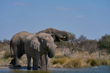 Afrika fili (Loxodonta africana) grubu, Namibya 'daki Etosha Ulusal Parkı' nın sınırındaki Onguma Doğa Koruma Alanı 'ndaki bir su birikintisinde içiyorlar..