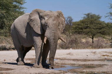 Afrika fili (Loxodonta africana) grubu, Namibya 'daki Etosha Ulusal Parkı' nın sınırındaki Onguma Doğa Koruma Alanı 'ndaki bir su birikintisinde içiyorlar..